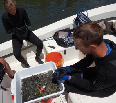 Site 3 pre-restoration oyster count
