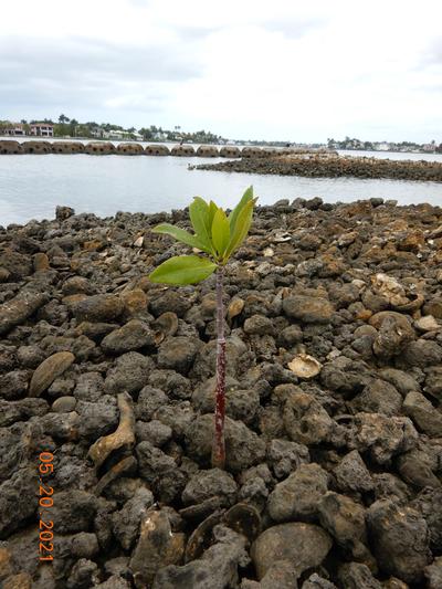 Mangrove seedling on reef May 2021