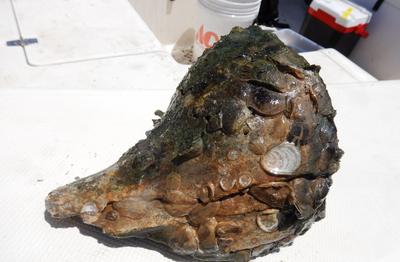 Oyster spat on large shell May 2020