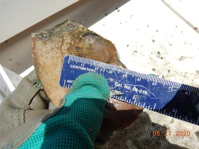 Oyster spat on shell, May 2020
