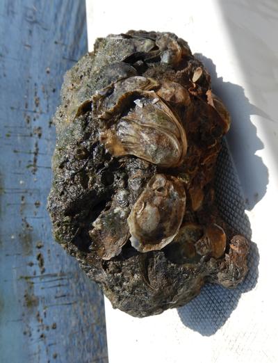 Oysters on rock, May 2020