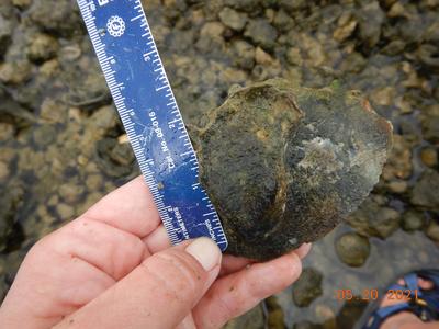 Site 1 Oyster May 2021