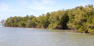 Shallow reefs