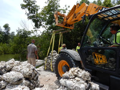 Site 3 oyster pallet deployment