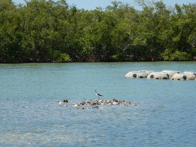 Wildlife utilizing construction reef