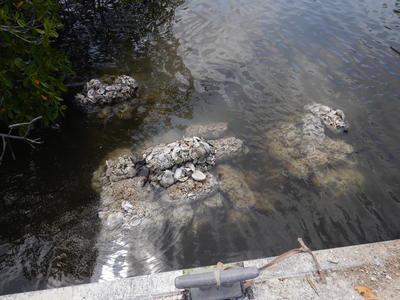 Oyster bag deployment at Site 3