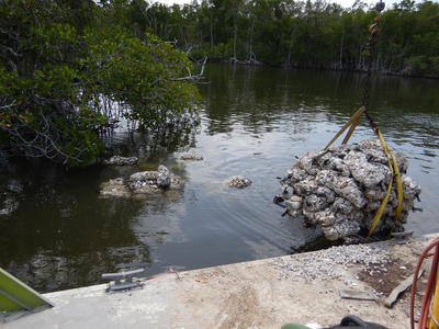 Oyster pallet deployment at site 3