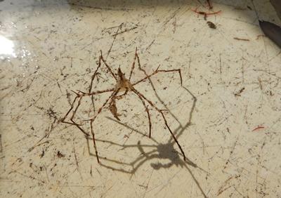 Decorator crab
