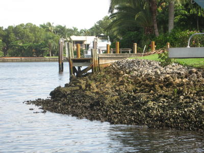 Oysters and mangroves on riprap