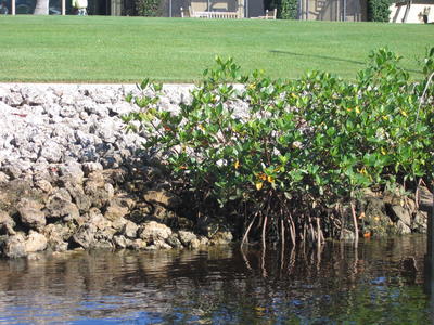 Mangroves on riprap