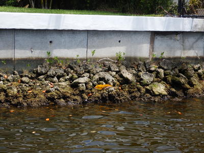 Seawall protection with mangrove seedlings