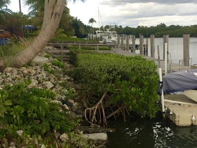 Mangroves