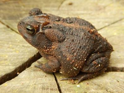 Southern toad