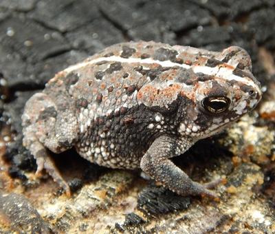 Oak toad