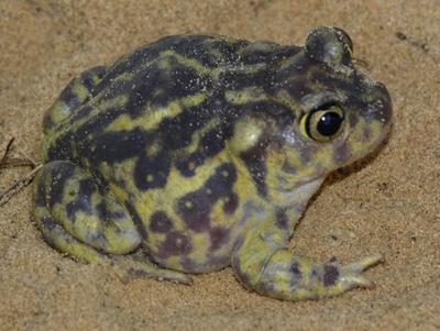 Eastern spadefoot
