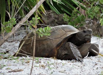 Gopher tortoise