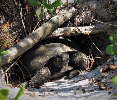 Gopher tortoise in burrow