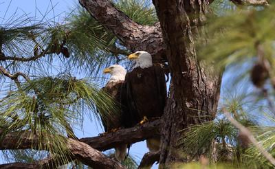 Bald Eagle pair
