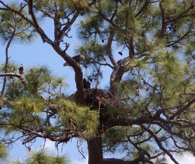 Adult and chick in nest