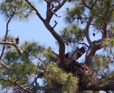 Eaglet stretching wings
