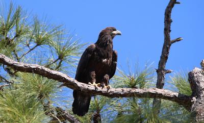 Eaglet perched on branch