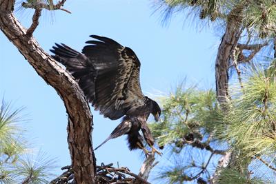 Eaglet jumping from branches
