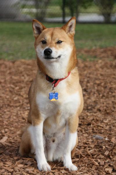 Naples Dog Park