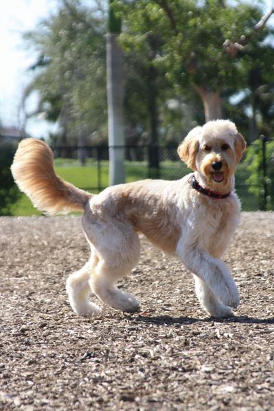 Naples Dog Park