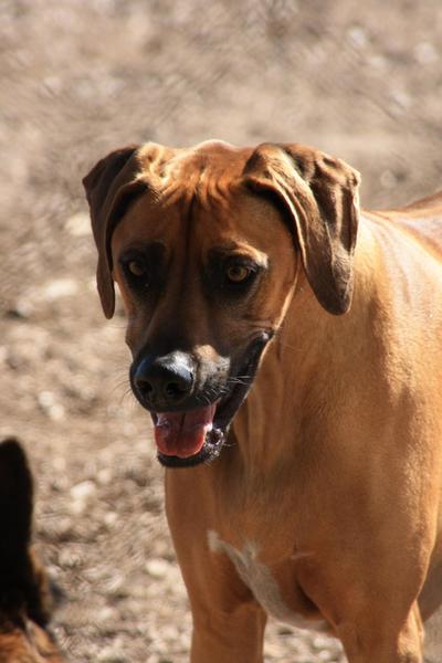 Naples Dog Park