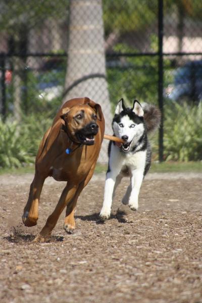 Naples Dog Park