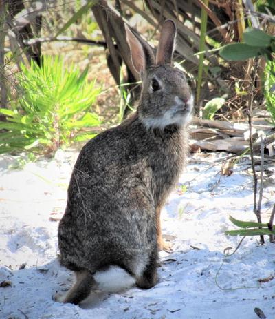 Eastern Cottontail Rabbit