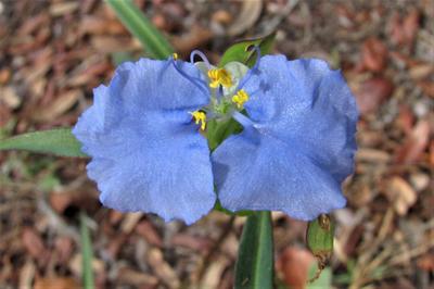 Whitemouth Dayflower