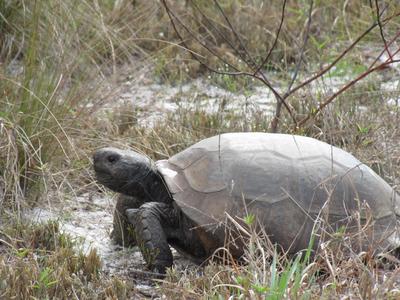 Gopher Tortoise