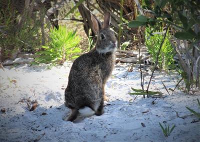 Eastern Cottontail
