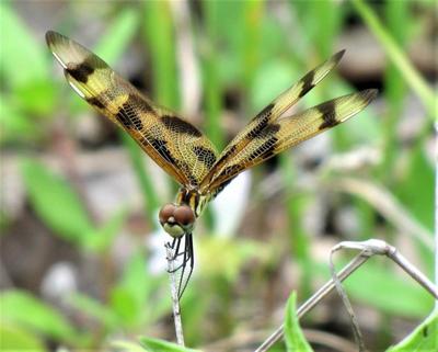 Halloween Pennant