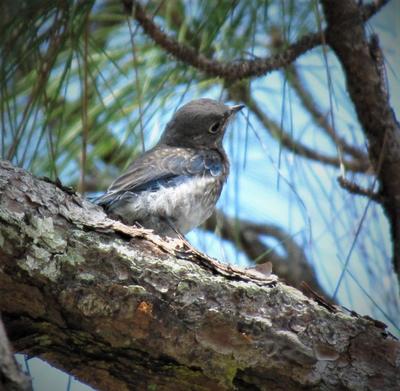 Fledgling Bluebird