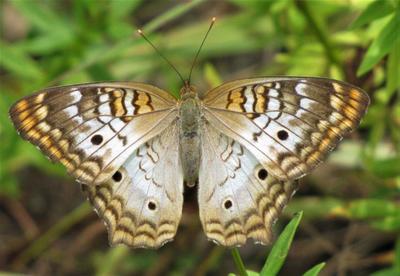 White Peacock Butterfly