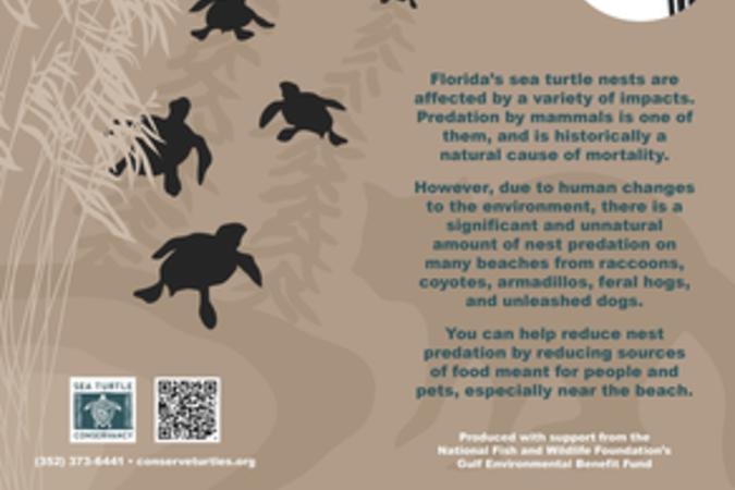 Help Reduce Sea Turtle Nest Predation